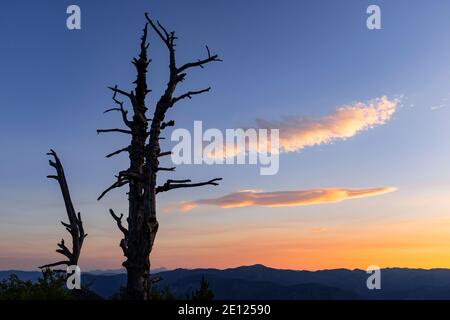 WA17510-00..... WASHINGTON - Baum bei Sonnenuntergang am Cooper Mountain im Okanogan-Wenatchee National Forest entlang des BDR, Backcountry Discovery Route Washer Stockfoto