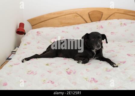 Big Dog Genießt Im Bett Vom Master Favorite Ort Stockfoto