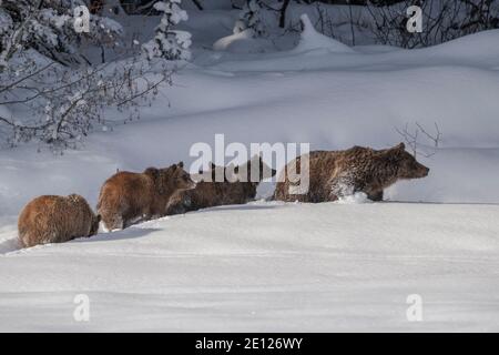 Tragen Sie 399 und 4 Jungen gehen zu ihrer Höhle, Grand Teton National Park Stockfoto