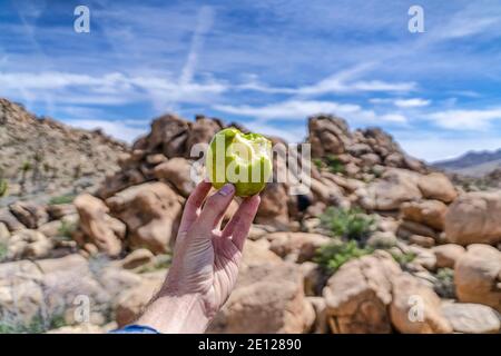 Hand des Mannes, der einen gebissenen grünen Apfel in Joshua hält Baum California Wüste Stockfoto