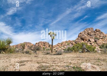 Zerklüftete Felsen und Joshua-Baumpflanze bei Joshua Tree National Park in Kalifornien Stockfoto