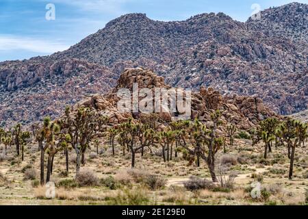 Joshua Tree Kalifornien Landschaft in mojave Wüste mit Joshua Bäumen Und Felsen Stockfoto