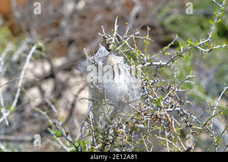 Raupen mit Seidenzelt auf einer Wirtspflanze bei gebaut Joshua Tree National Park Stockfoto