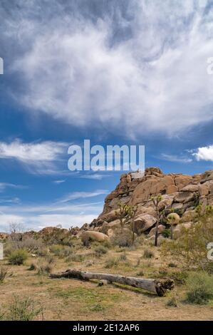 Joshua Tree National Park in der mojave Wüste von Kalifornien Mit Joshua Trees Stockfoto