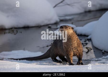 Flussotter im Winter, Wyoming Stockfoto