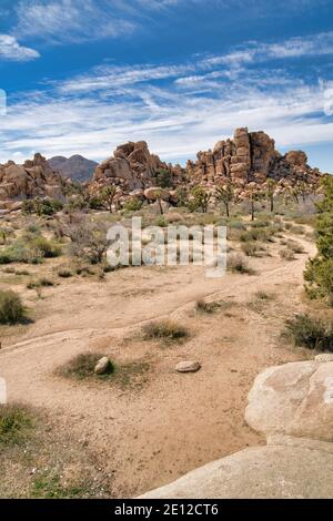 Baum Yuccas in einer Wüstenlandschaft in Joshua Tree National Park California Stockfoto