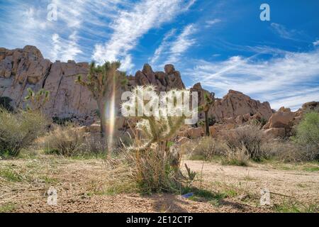 Joshua Bäume mit riesigen Felsen und Himmel Hintergrund bei Joshua Tree National Park Stockfoto