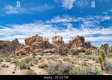 Baum Yuccas und Sträucher an einer Wüstenlandschaft in Joshua Tree National Park Stockfoto