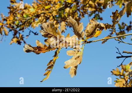 Ein Zweig aus Eichenblättern färbt sich in der Herbstsonne vor dem Hintergrund eines strahlend blauen Himmels. Stockfoto