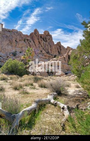 Riesige Felsen tot Baum und Joshua Baum Pflanzen bei Joshua Tree National Park Stockfoto