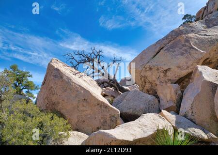 Riesige Felsen und Wüstenbäume im Joshua Tree National Park An einem hellen sonnigen Tag Stockfoto