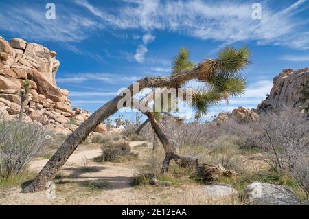 Joshua Baum mit grünen zottigen Blättern und gebogenen Stamm an Joshua Tree National Park Stockfoto