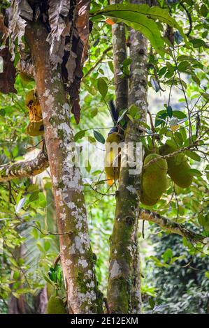 Jackfrucht wächst in einem Baum in einem tropischen Regenwald Stockfoto