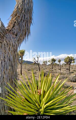 Offenes Grasland in der Wüste im Joshua Tree National Park Mit Joshua Trees Stockfoto