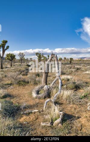 Joshua Bäume wachsen im offenen Shrobland von Joshua Tree Nationalpark Stockfoto