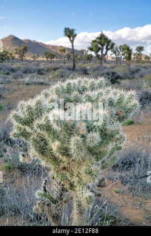 Palmenyucca blüht im offenen Grasland bei Joshua Tree Nationalpark Stockfoto