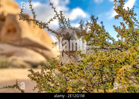 Weiß gefütterte Sphinx Caterpillar auf Stamm und Blätter von Joshua Baum in Kalifornien Stockfoto