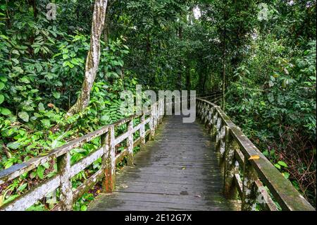 Holzboardwalk durch einen tropischen Dschungel Stockfoto