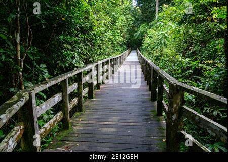 Holzboardwalk durch einen tropischen Dschungel Stockfoto