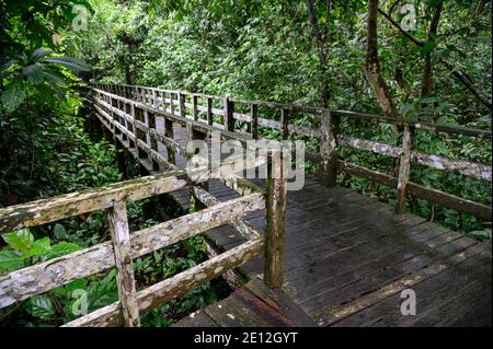 Holzboardwalk durch einen tropischen Dschungel Stockfoto