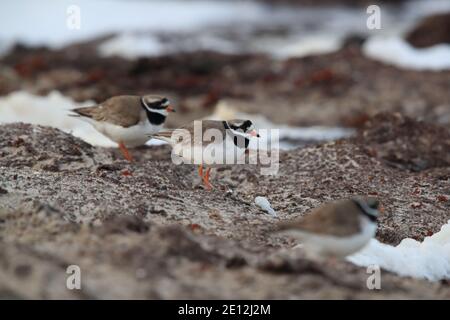 Gemeiner Ringelpfrover oder Ringelpfrover (Charadrius hiaticula) Stockfoto