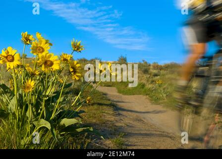 Mountainbiker in Boise, Idaho Foothills während der Frühjahrsblüte von Arrowleaf Balsamroot Stockfoto