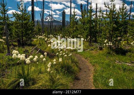 Bärengras (Xerophyllum tenax) wächst entlang des Pacific Crest Trail in Oregon's Willamette Nation; Mount Washington im Hintergrund. Stockfoto