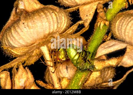 Grüne Jägerspinne Mit Gefangenem Bug Stockfoto