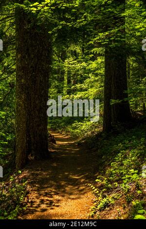 Douglas Firs und Farne umrahmen den beliebten Wanderweg rund um den Clear Lake von Oregon im Willamette National Forest. Stockfoto