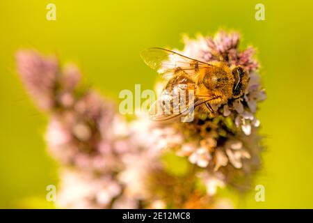 Honigbiene auf EINER Pfefferminzblüte im Sommer In Deutschland Stockfoto