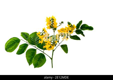 Geschlossene gelbe Blume von birmanischem Rosenholz oder Pterocarpus indicus Willd, Burma Padauk und grünes Blatt isoliert auf weißem Hintergrund. Gespeichert mit Beschneidung Stockfoto