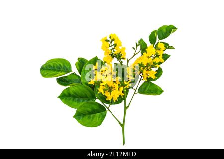 Geschlossene gelbe Blume von birmanischem Rosenholz oder Pterocarpus indicus Willd, Burma Padauk und grünes Blatt isoliert auf weißem Hintergrund. Gespeichert mit Beschneidung Stockfoto