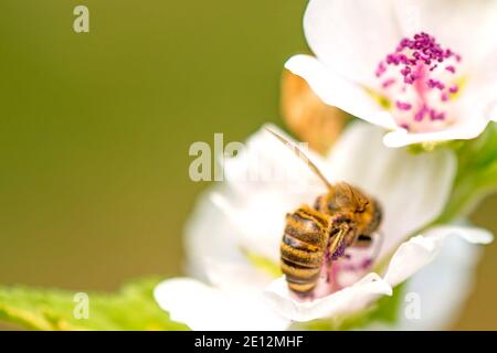 Honigbiene auf EINER Blume EINES Marshmallows im Sommer In Deutschland Stockfoto