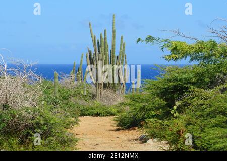 Ein Weg mit grünen tropischen Pflanzen mit Kaktus Blick auf schöne Blue Ocean in Aruba Stockfoto