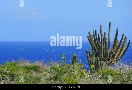 Kaktuspflanze mit Blick auf den wunderschönen blauen Ozean in Aruba Stockfoto