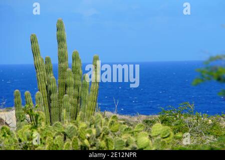 Kaktuspflanze mit Blick auf den wunderschönen blauen Ozean in Aruba Stockfoto