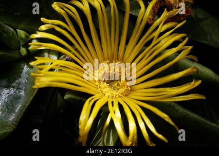 Glottiphyllum oligocarpum ist eine Art von Sukkulenten, der Familie Aizoaceae. Sie ist in trockenen Gebieten der Kleinen Karoo, Südafrika, heimisch. Stockfoto