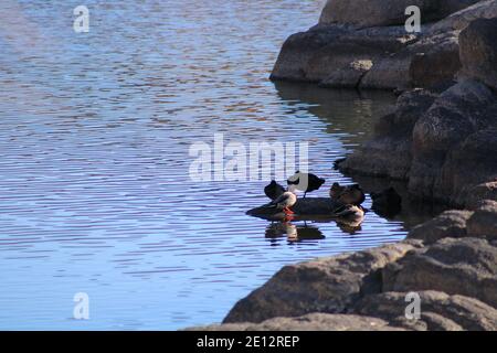 Eine Vielzahl von Enten am Willow Lake in Prescott, Arizona Stockfoto