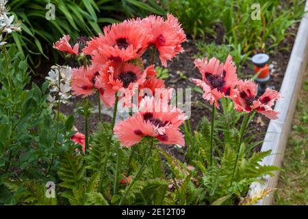 „Pink Ruffles“ Orientvallmo (Papaver orientale) Stockfoto