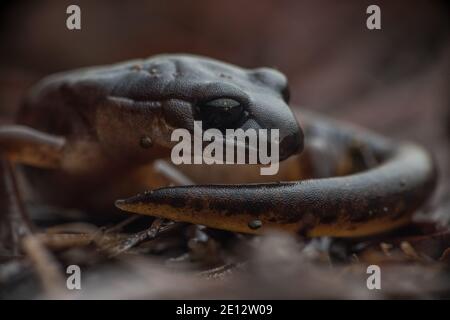 Eine oregon ensatina (Ensatina eschschscholtzii oregonensis), eine lungless Salamander Art aus Nordkalifornien. Stockfoto