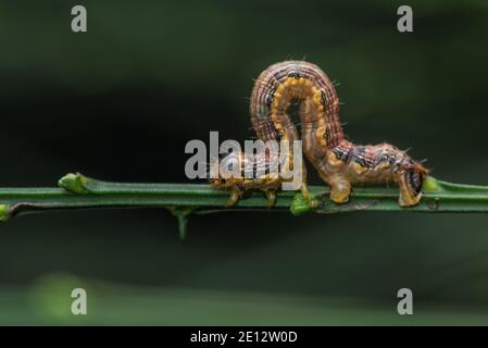 Der Raupeneinwurm einer Lindenfelleule (Erannis sp) aus Mendocino County in Nordkalifornien. Stockfoto