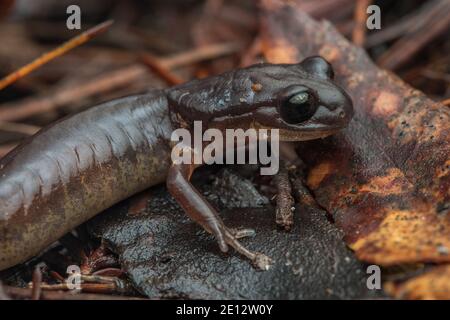 Eine oregon ensatina (Ensatina eschschscholtzii oregonensis), eine lungless Salamander Art aus Nordkalifornien. Stockfoto