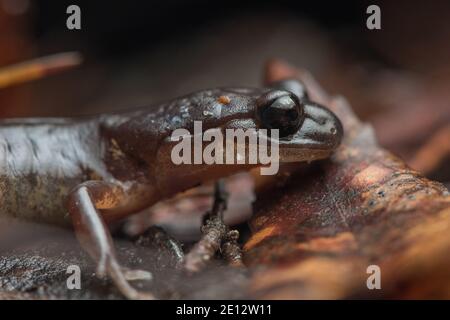 Eine oregon ensatina (Ensatina eschschscholtzii oregonensis), eine lungless Salamander Art aus Nordkalifornien. Stockfoto