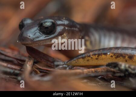 Eine oregon ensatina (Ensatina eschschscholtzii oregonensis), eine lungless Salamander Art aus Nordkalifornien. Stockfoto