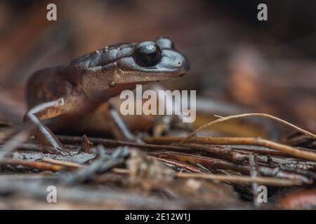 Eine oregon ensatina (Ensatina eschschscholtzii oregonensis), eine lungless Salamander Art aus Nordkalifornien. Stockfoto