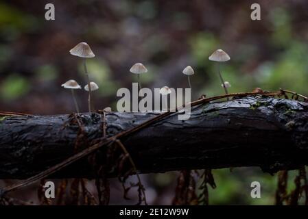 Eine Reihe von Pilzen, die auf einem Zweig im kalifornischen Redwood-Wald wachsen. Stockfoto