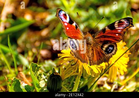 Pfau Schmetterling auf EINER Löwenzahn Blume Stockfoto