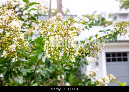 Sydney Australien Crepe Myrtle natchez lagerstroemia Indica in voller Blüte Mit weißen Blumen, Sydney Garten, Australien Stockfoto