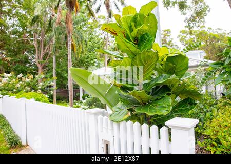 Fiddle Leaf Feige ficus lyrata wächst draußen in einem Sydney nördliche Strände Garten an einem Sommertag, Sydney, Australien Stockfoto