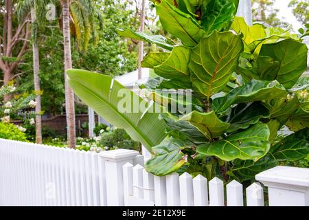 Fiddle -Blatt Feigenbaum Ficus Lyrata wächst draußen in einem privaten Garten in Sydney an den nördlichen Stränden, Sydney, eine sehr beliebte Innen-und Outdoor-Pflanze Stockfoto